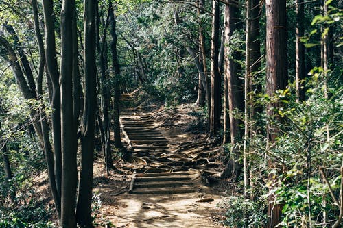 树木包围的通路的照片 · 免费素材图片