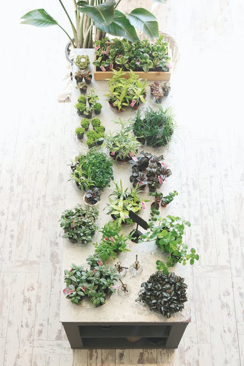 桌上的植物 · 免费素材图片