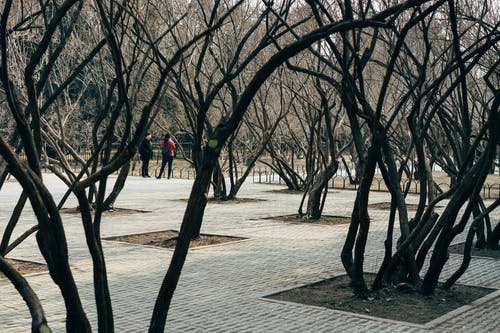 有关光秃秃的树木, 公園, 叶儿的免费素材图片