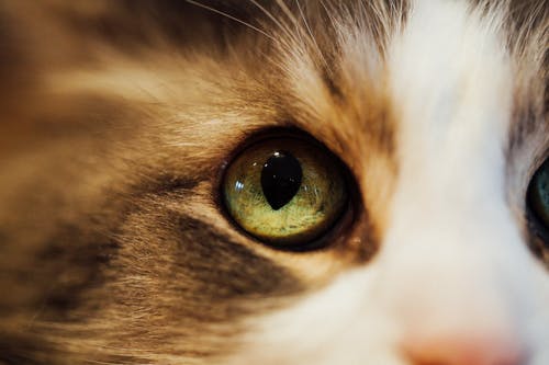 猫眼的特写照片 · 免费素材图片