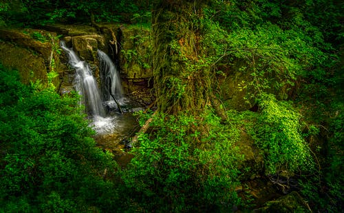瀑布和树木 · 免费素材图片