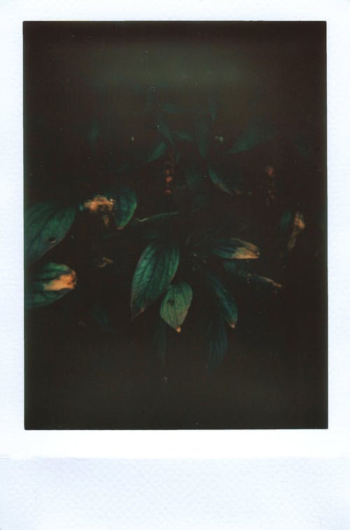 绿叶 · 免费素材图片