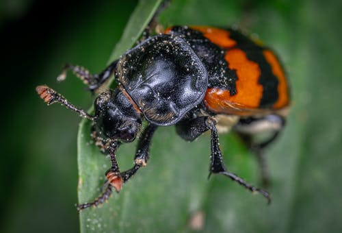 黑色和橙色的甲虫ob泄漏 · 免费素材图片
