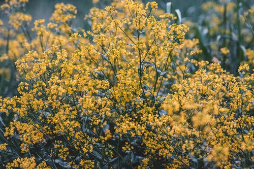 黄色盛开的鲜花 · 免费素材图片