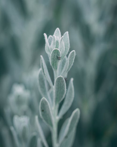 绿色植物的宏观摄影 · 免费素材图片