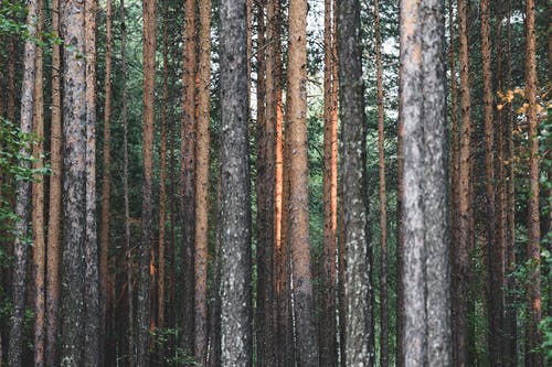 绿色森林 · 免费素材图片