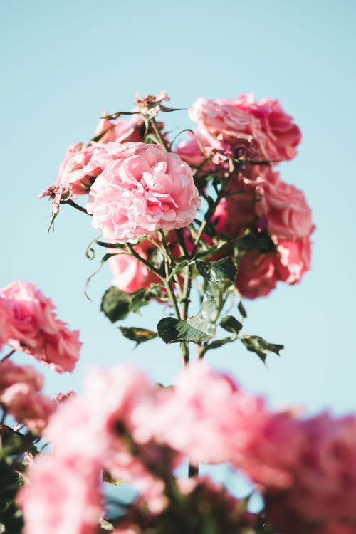 粉红玫瑰照片 · 免费素材图片