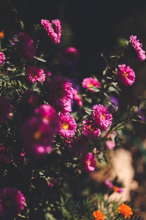 白天的粉红色花朵的选择性焦点照片 · 免费素材图片