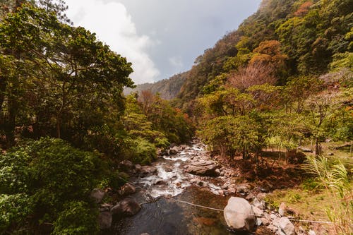 山下河边的树木 · 免费素材图片