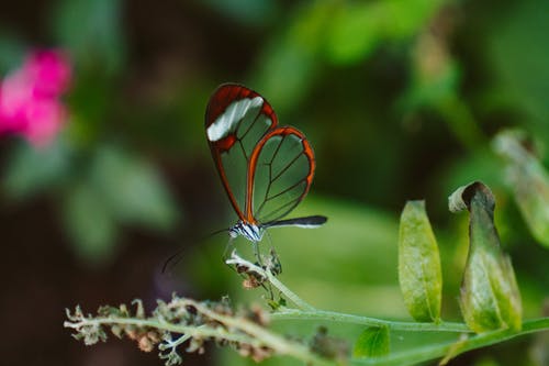 蜻蜓在植物上的宏观摄影 · 免费素材图片