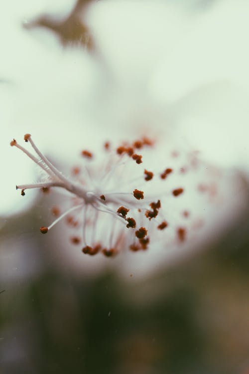 一朵花的特写照片 · 免费素材图片