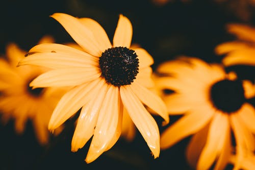盛开的黄色雏菊花的宏观摄影 · 免费素材图片