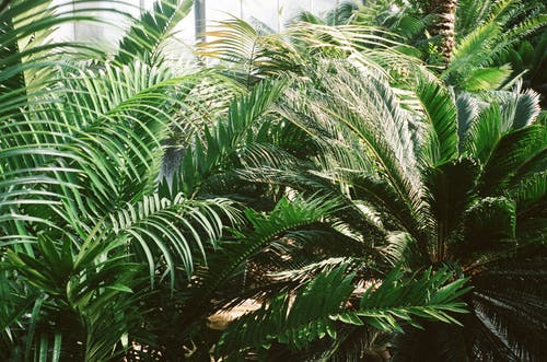 棕榈植物照片 · 免费素材图片