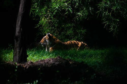 老虎在森林里 · 免费素材图片