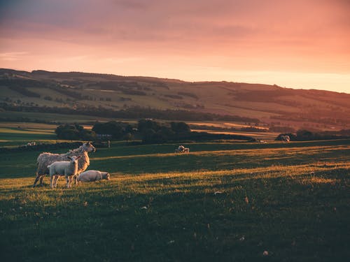 羊在草地上的照片 · 免费素材图片