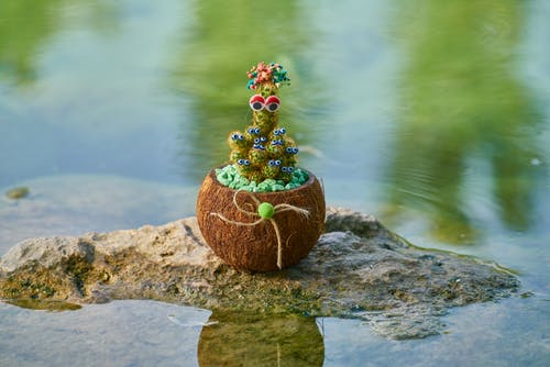 布朗椰子水果在岩石上 · 免费素材图片