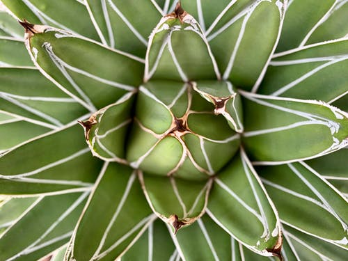 绿色植物 · 免费素材图片