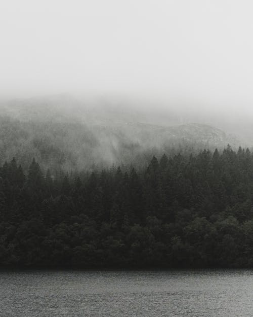 湖边的雾郁郁葱葱的山林的景色 · 免费素材图片