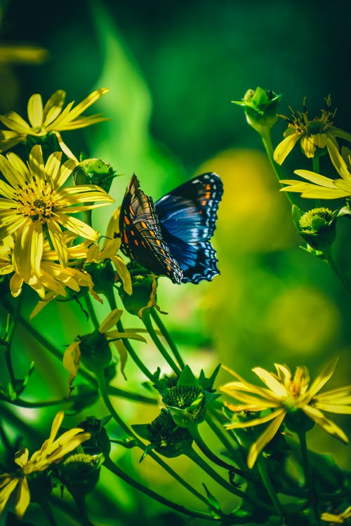 蓝蝴蝶 · 免费素材图片