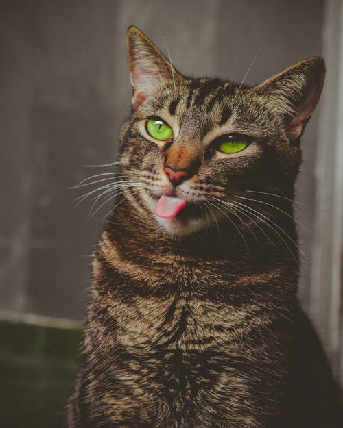 虎斑猫伸出舌头 · 免费素材图片