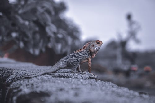 鬣蜥的选择性聚焦照片 · 免费素材图片