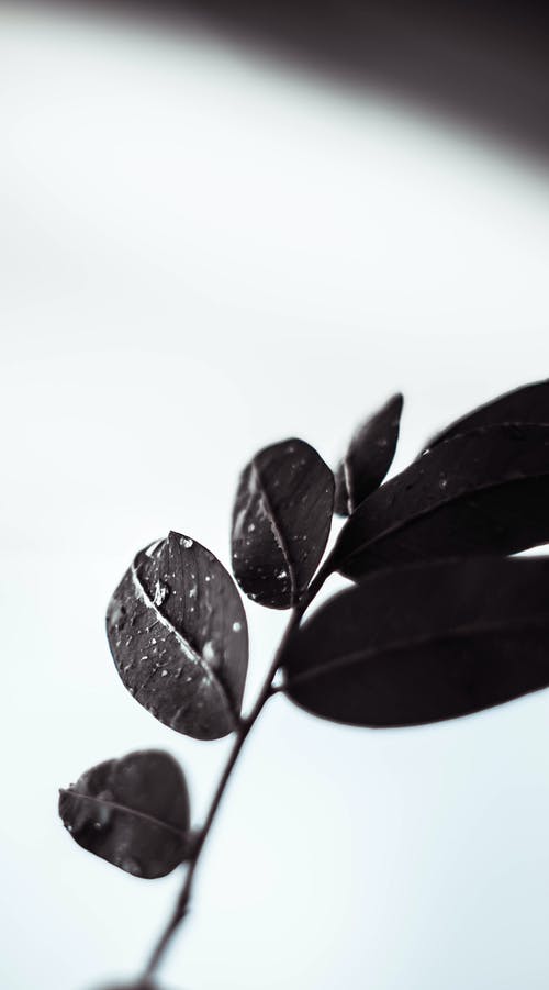 叶子的灰度摄影 · 免费素材图片