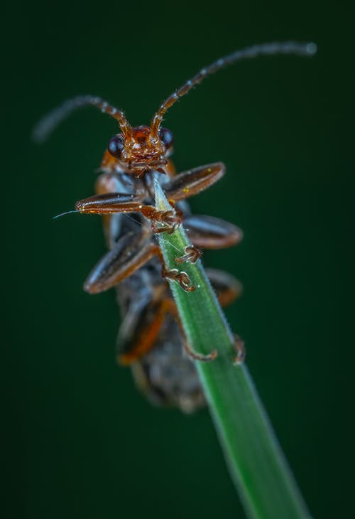 昆虫在叶子上的特写摄影 · 免费素材图片