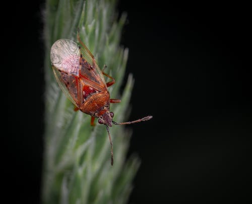 棕色和红色的昆虫 · 免费素材图片