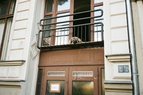 躺在阳台上的狗 · 免费素材图片