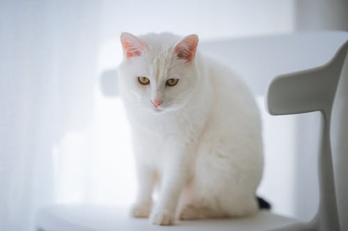 坐在白色的椅子上的白猫的选择性聚焦照片 · 免费素材图片