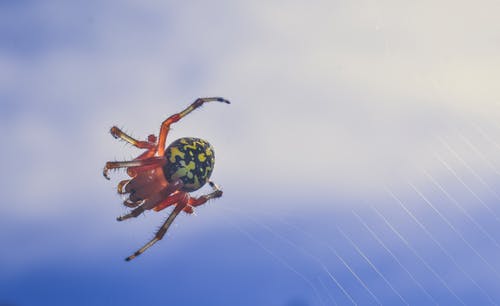网络上的欧洲花园蜘蛛 · 免费素材图片