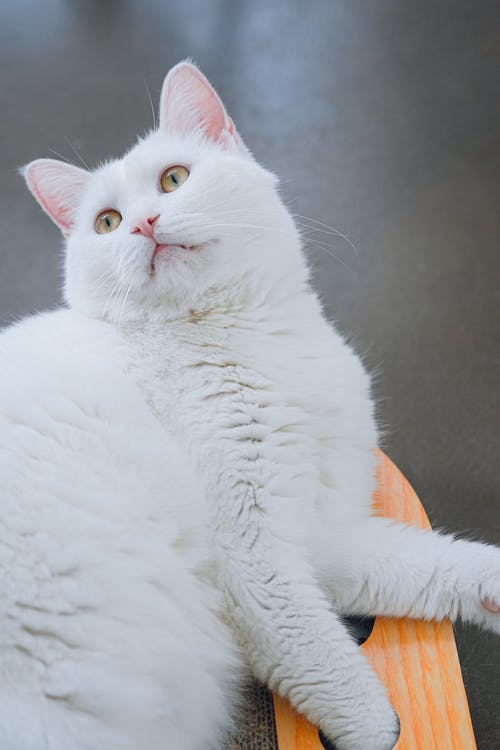 白色短毛猫照片 · 免费素材图片