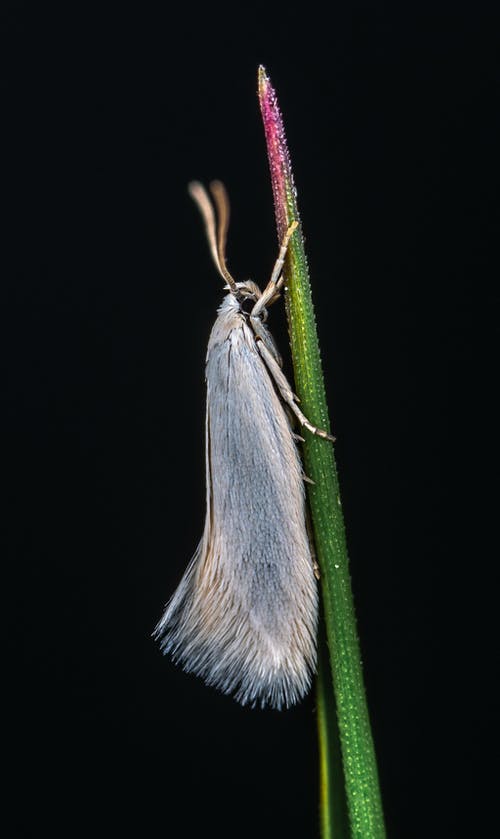 白翅昆虫在植物上 · 免费素材图片