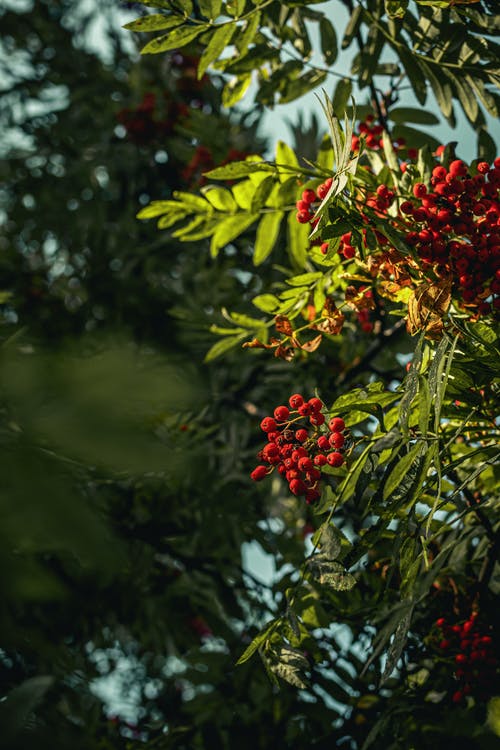 红浆果树蓬勃发展的水果 · 免费素材图片