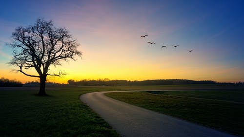 路旁的裸树 · 免费素材图片