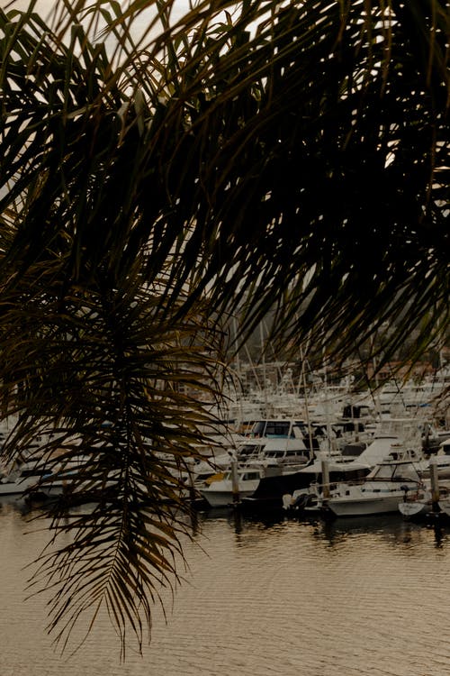 棕榈树附近的船 · 免费素材图片
