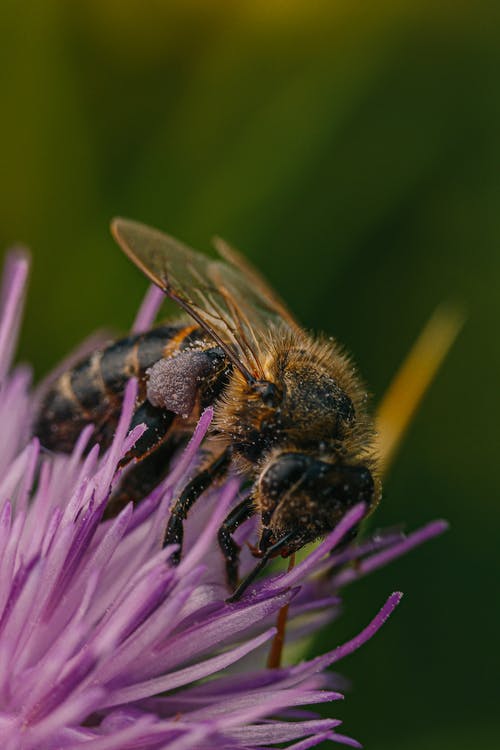 黑色和棕色蜜蜂在花上 · 免费素材图片