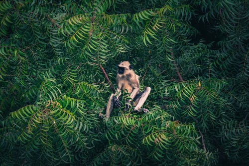 猴子在树上的野生动物摄影 · 免费素材图片