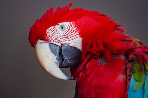 红色，蓝色和绿色鹦鹉 · 免费素材图片