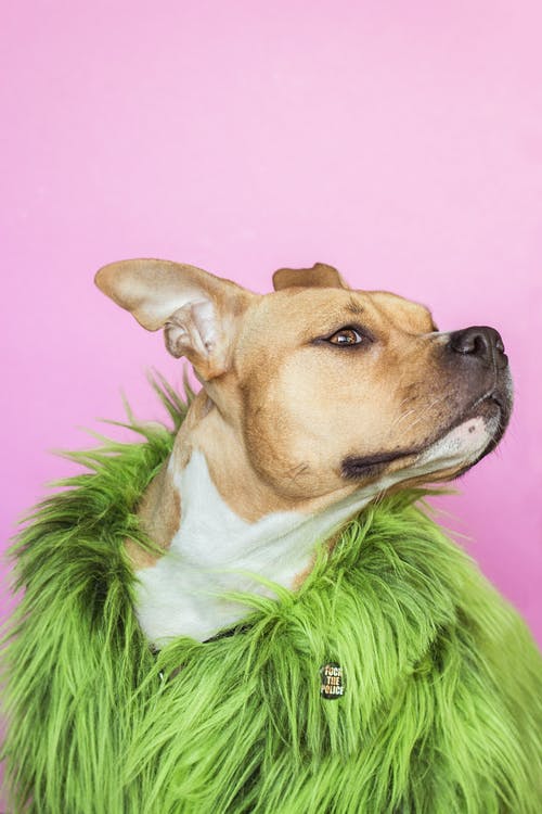 狗穿绿色皮大衣 · 免费素材图片
