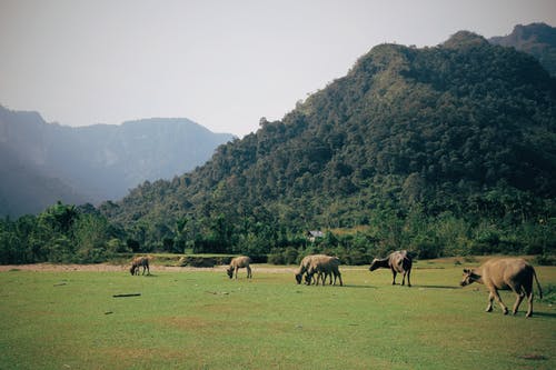 有关一群动物, 一起, 动物的免费素材图片