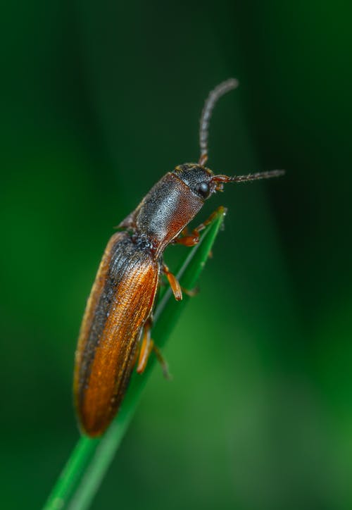 选择性对焦摄影中的布朗单击甲虫 · 免费素材图片