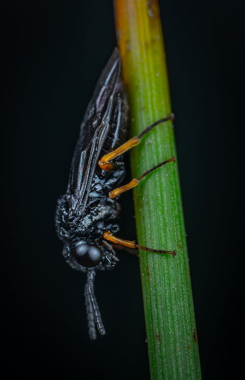 在植物上的黑飞虫 · 免费素材图片