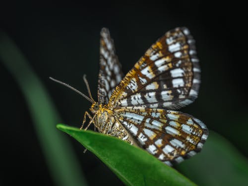 棕色和白色蝴蝶的选择性聚焦摄影 · 免费素材图片