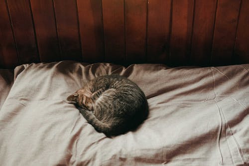 猫躺在床上的照片 · 免费素材图片