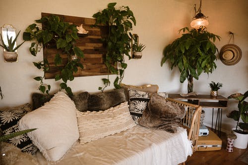 室内绿色植物装饰 · 免费素材图片