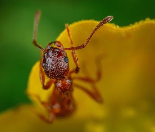 蚂蚁的宏观摄影 · 免费素材图片