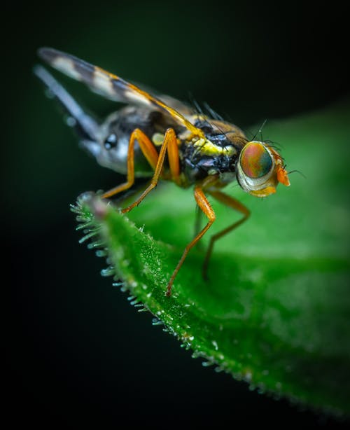 昆虫特写镜头 · 免费素材图片