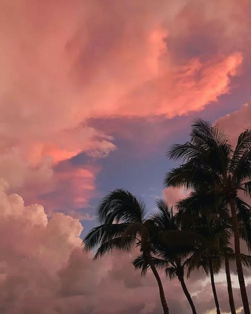 橙色天空下的椰子树 · 免费素材图片
