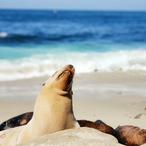 海边的棕海豹 · 免费素材图片